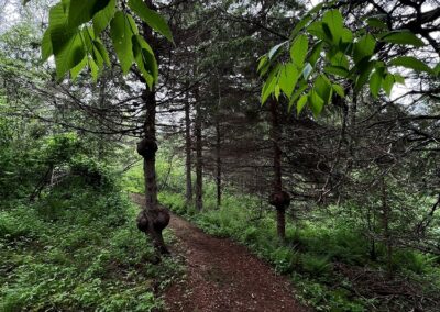 Camp Cassidy trail map